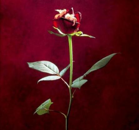 mourad